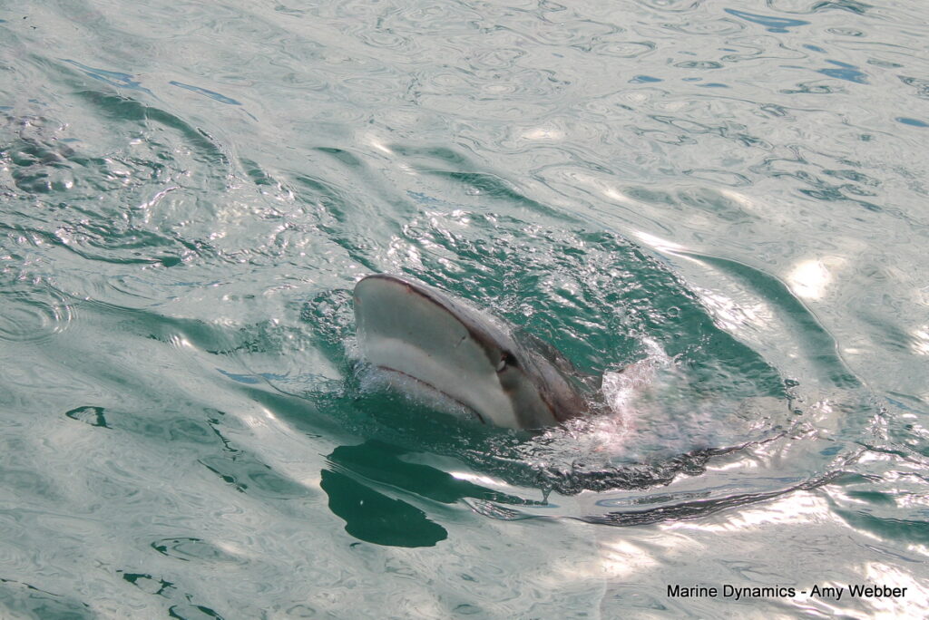 Shark cage diving, Gansbaai, South Africa