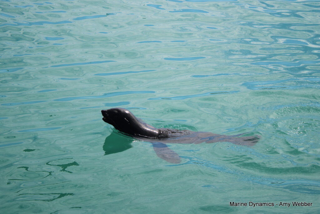 Shark cage diving, Gansbaai, South Africa