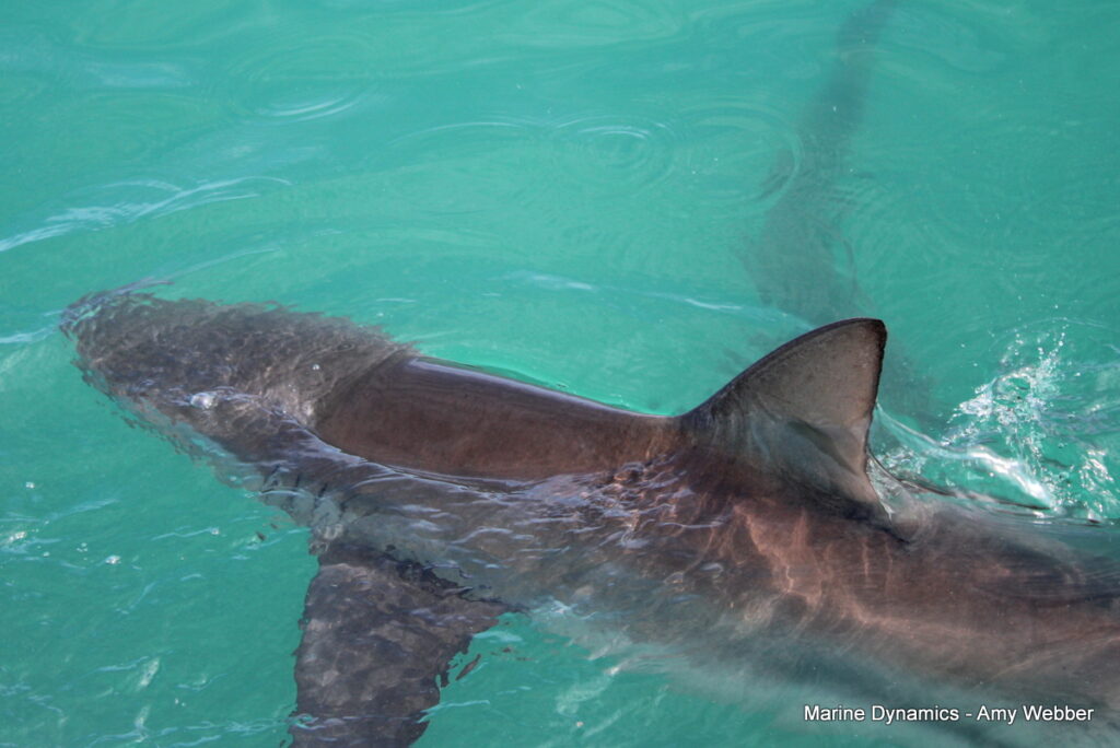 Shark cage diving, Gansbaai, South Africa