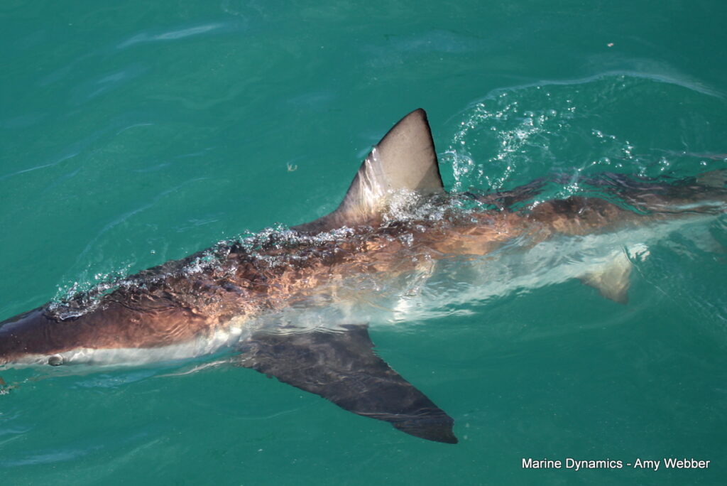 Shark cage diving, Gansbaai, South Africa