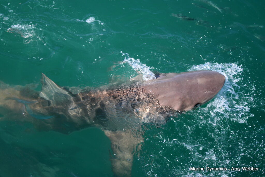 Shark cage diving, Gansbaai, South Africa