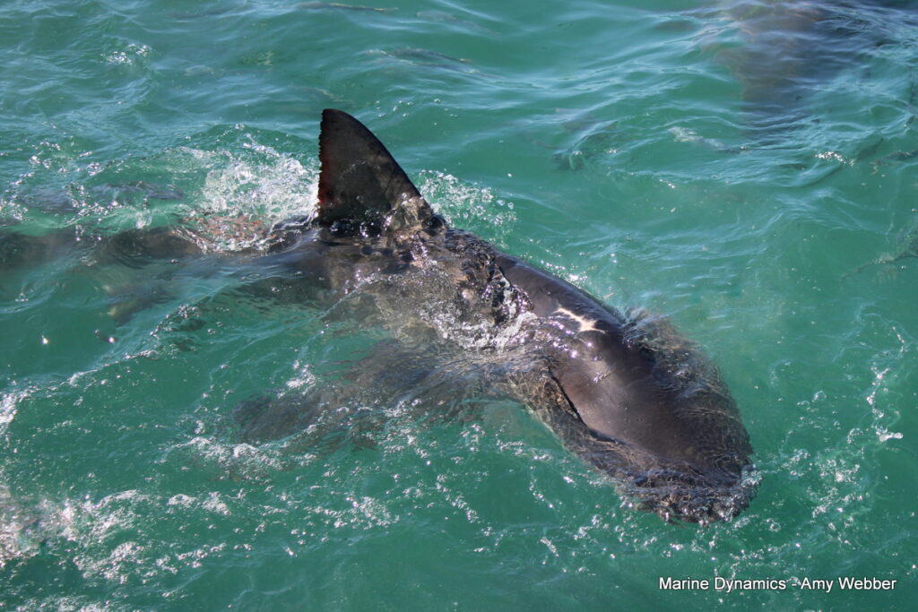 Shark cage diving, Gansbaai, South Africa