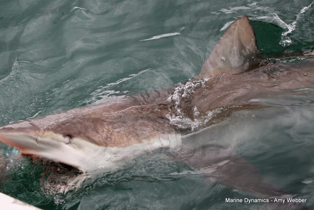Shark cage diving, Gansbaai, South Africa