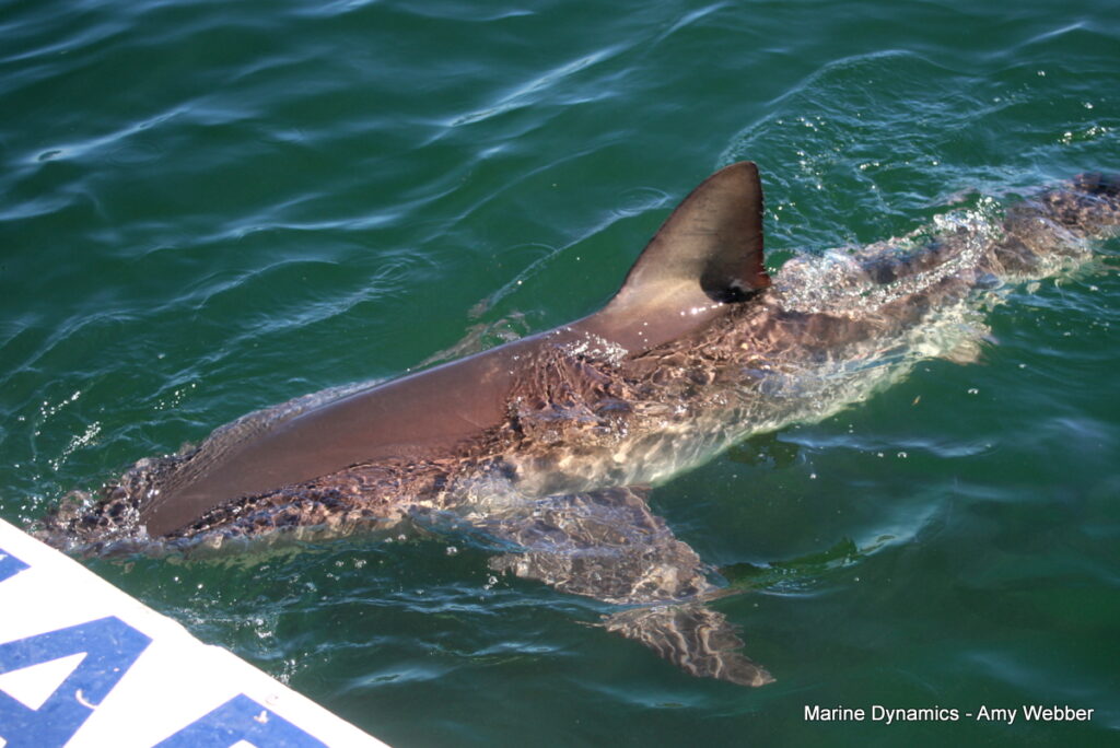 Shark cage diving, Gansbaai, South Africa