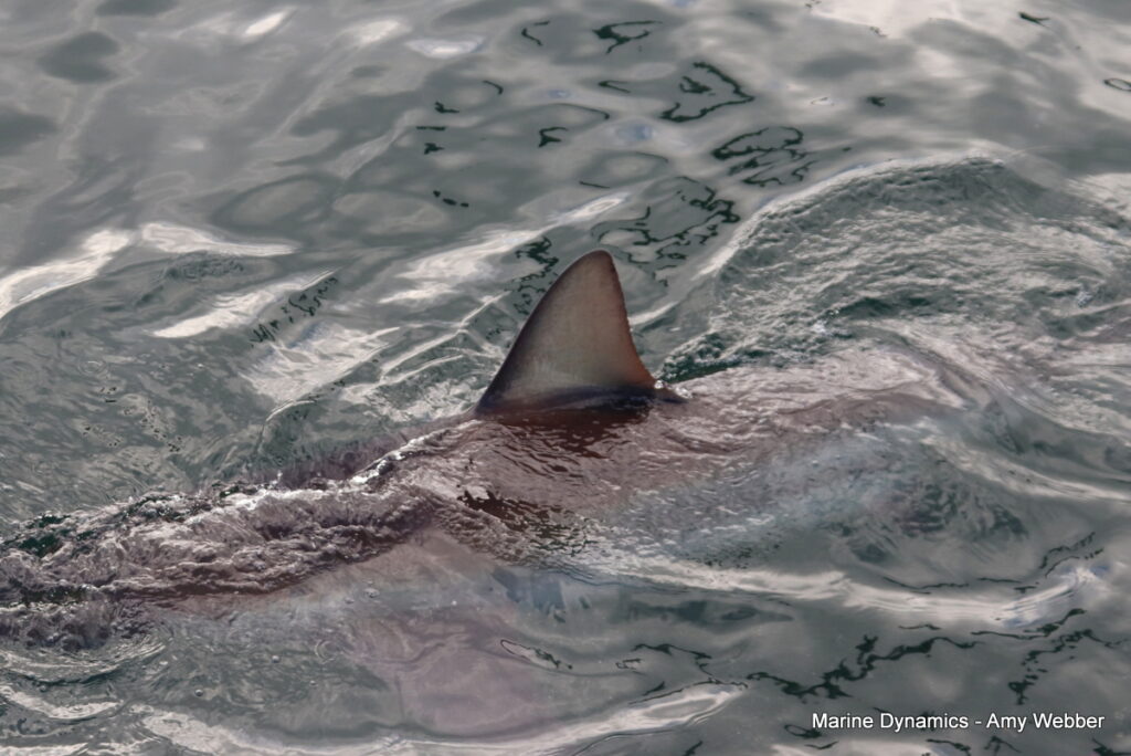 Shark cage diving, Gansbaai, South Africa