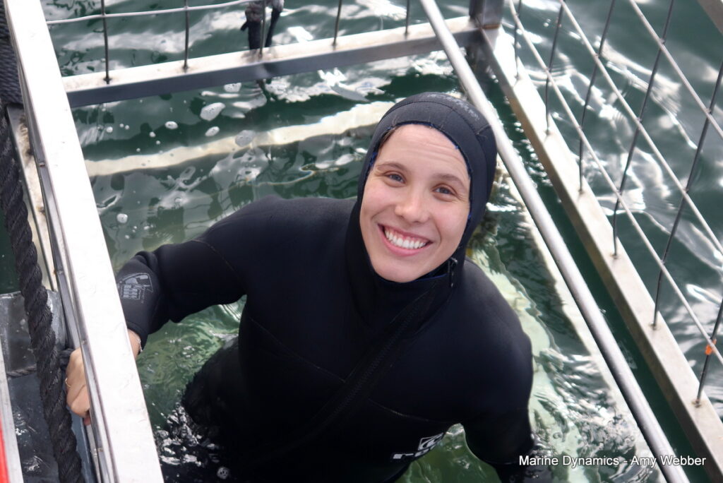 Shark cage diving, Gansbaai, South Africa