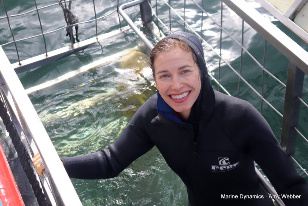 Shark cage diving, Gansbaai, South Africa