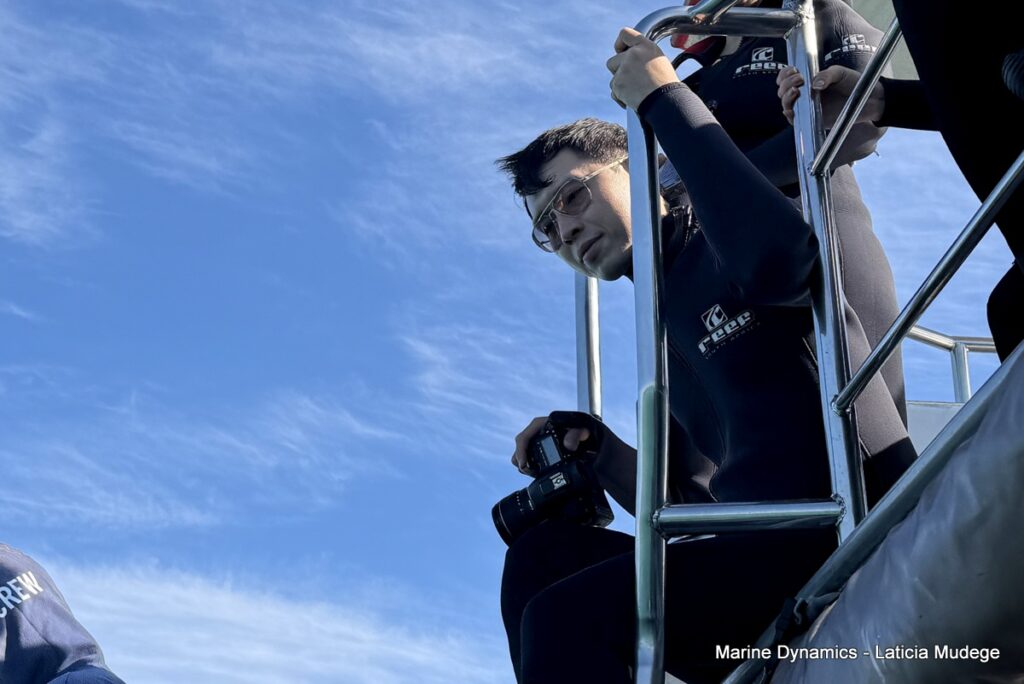 Shark cage diving, Gansbaai, South Africa