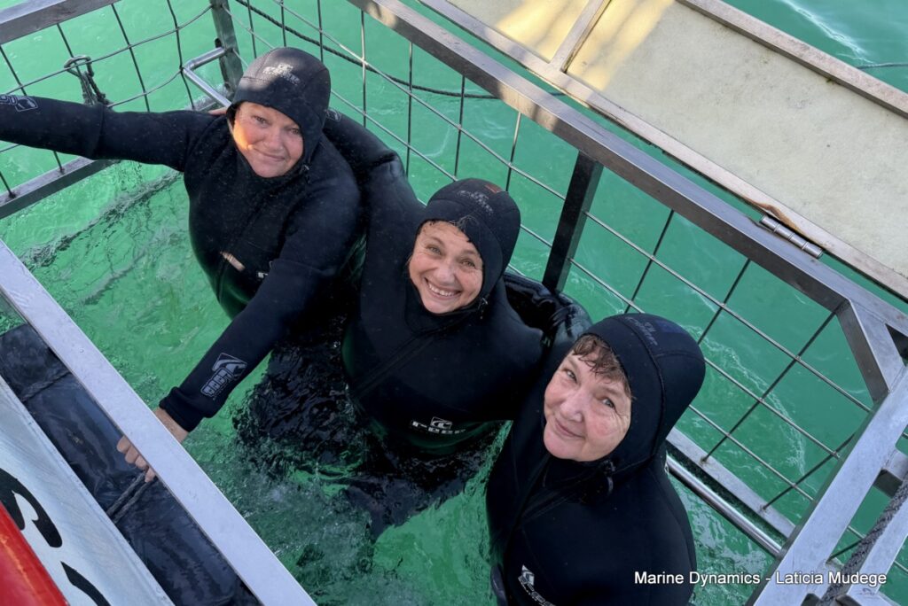 Shark cage diving, Gansbaai, South Africa
