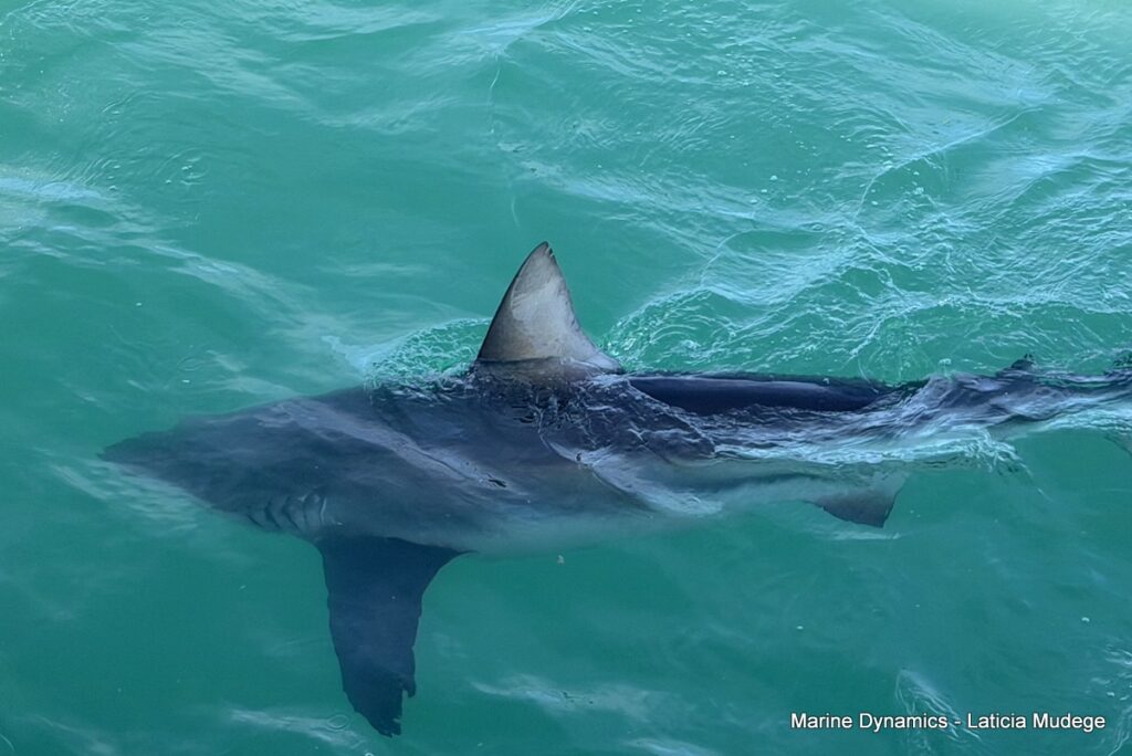 Shark cage diving, Gansbaai, South Africa