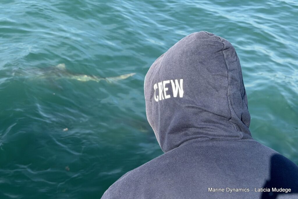 Shark cage diving, Gansbaai, South Africa