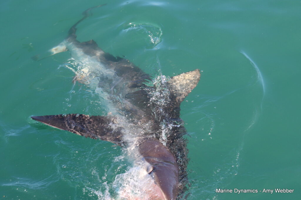 Shark cage diving, Gansbaai, South Africa