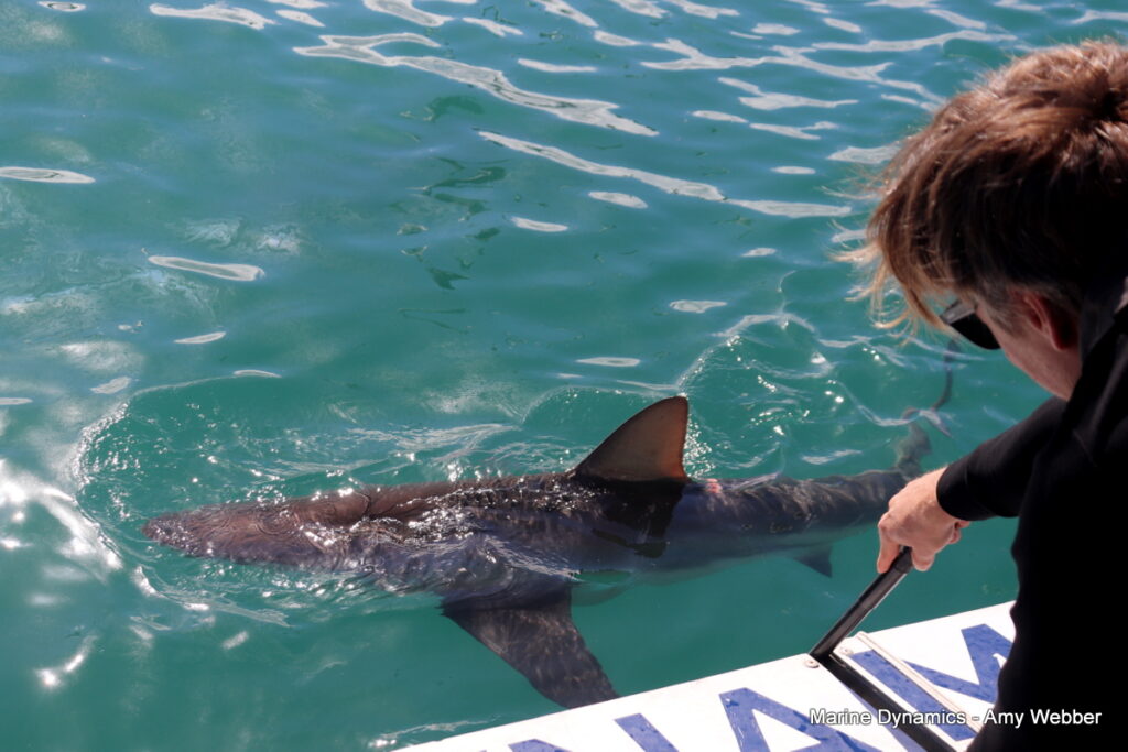 Shark cage diving. Gansbaai, South Africa