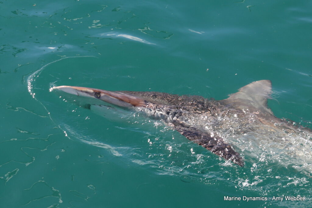 Shark cage diving. Gansbaai, South Africa
