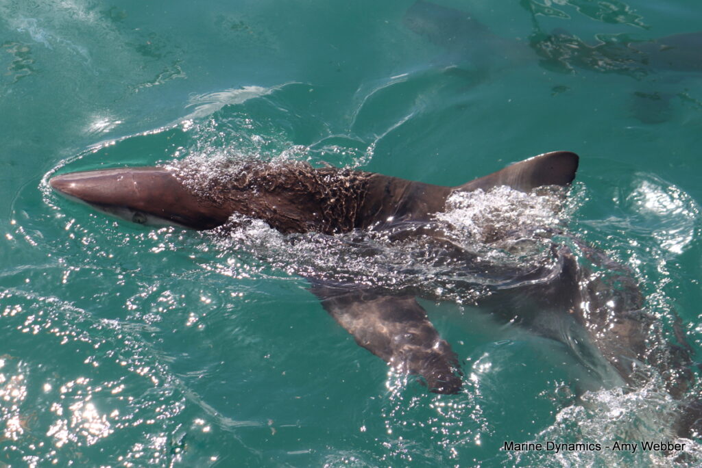 Shark cage diving. Gansbaai, South Africa