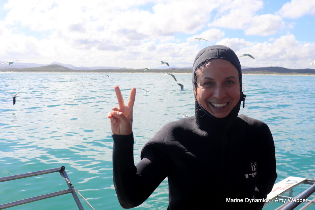 Shark cage diving. Gansbaai, South Africa