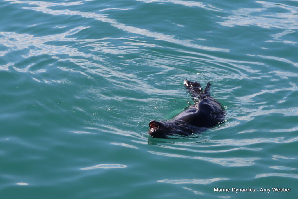 Shark cage diving. Gansbaai, South Africa