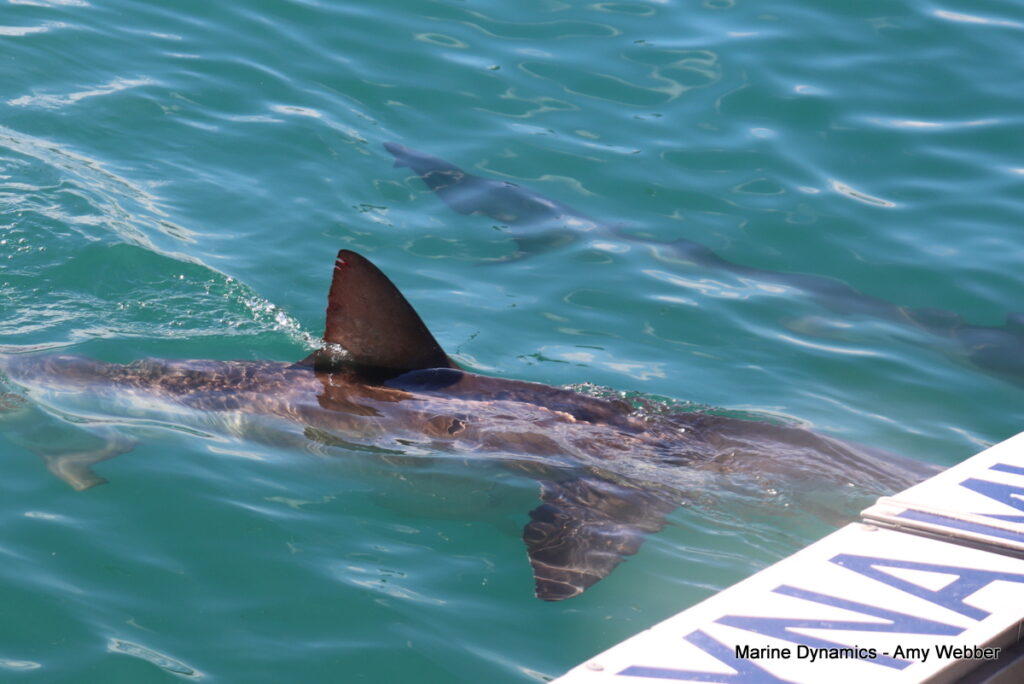 Shark cage diving. Gansbaai, South Africa