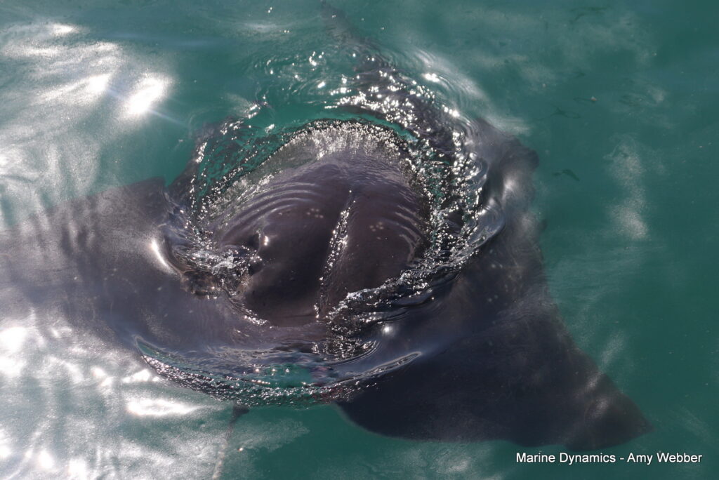 Shark cage diving. Gansbaai, South Africa