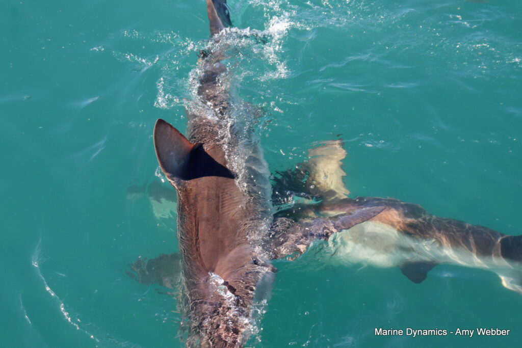 Shark cage diving. Gansbaai, South Africa