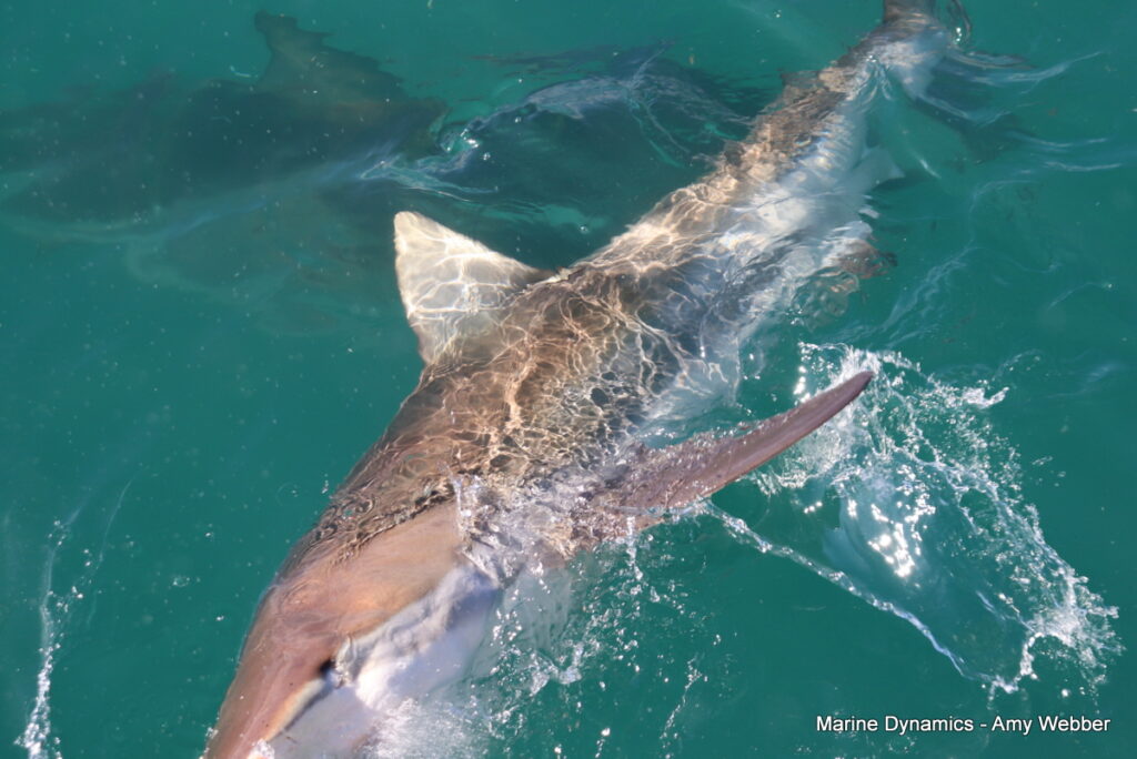 Shark cage diving. Gansbaai, South Africa