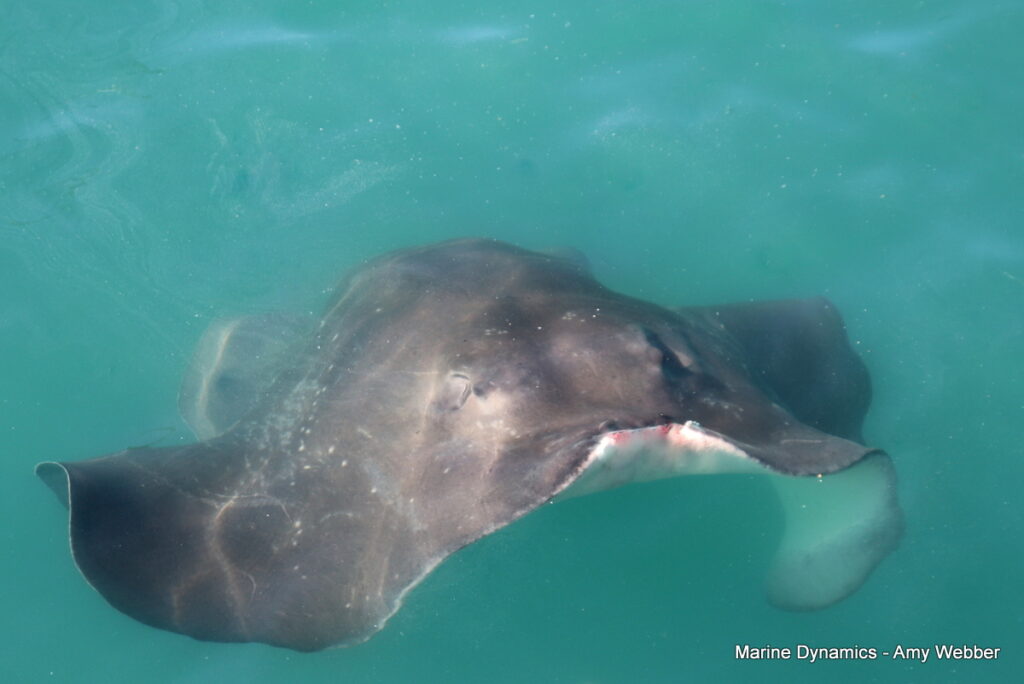 Shark cage diving. Gansbaai, South Africa