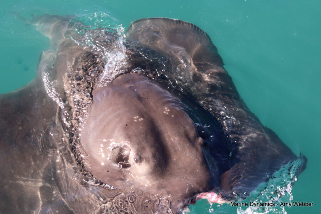 Shark cage diving. Gansbaai, South Africa