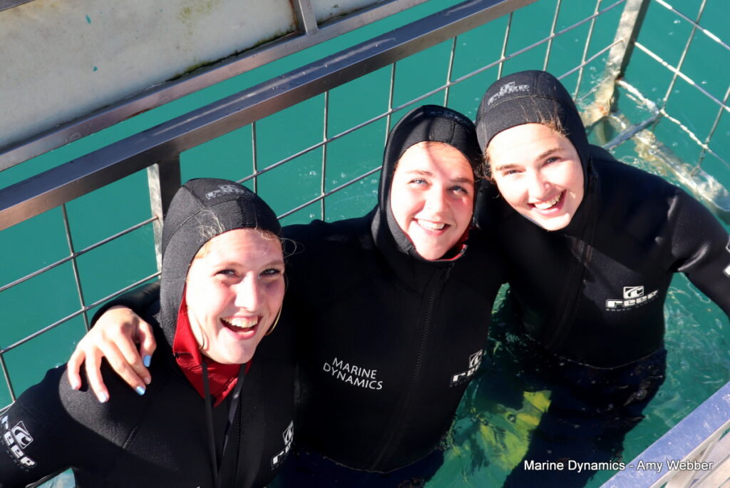 Shark cage diving. Gansbaai, South Africa