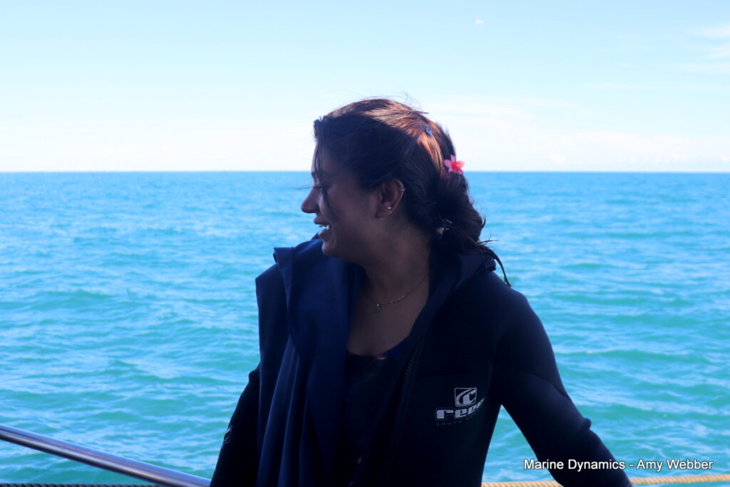 Shark cage diving. Gansbaai, South Africa
