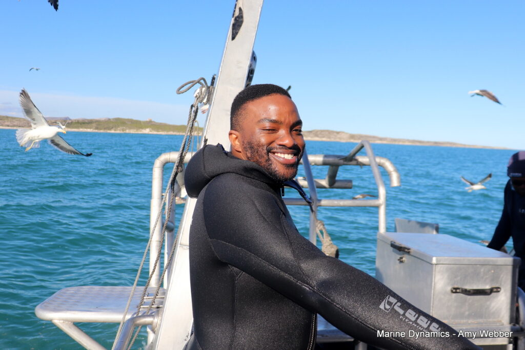Shark cage diving. Gansbaai, South Africa