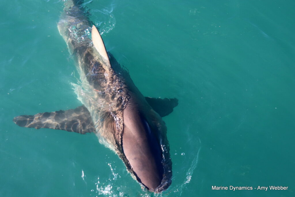 Shark cage diving, Gansbaai, South Africa