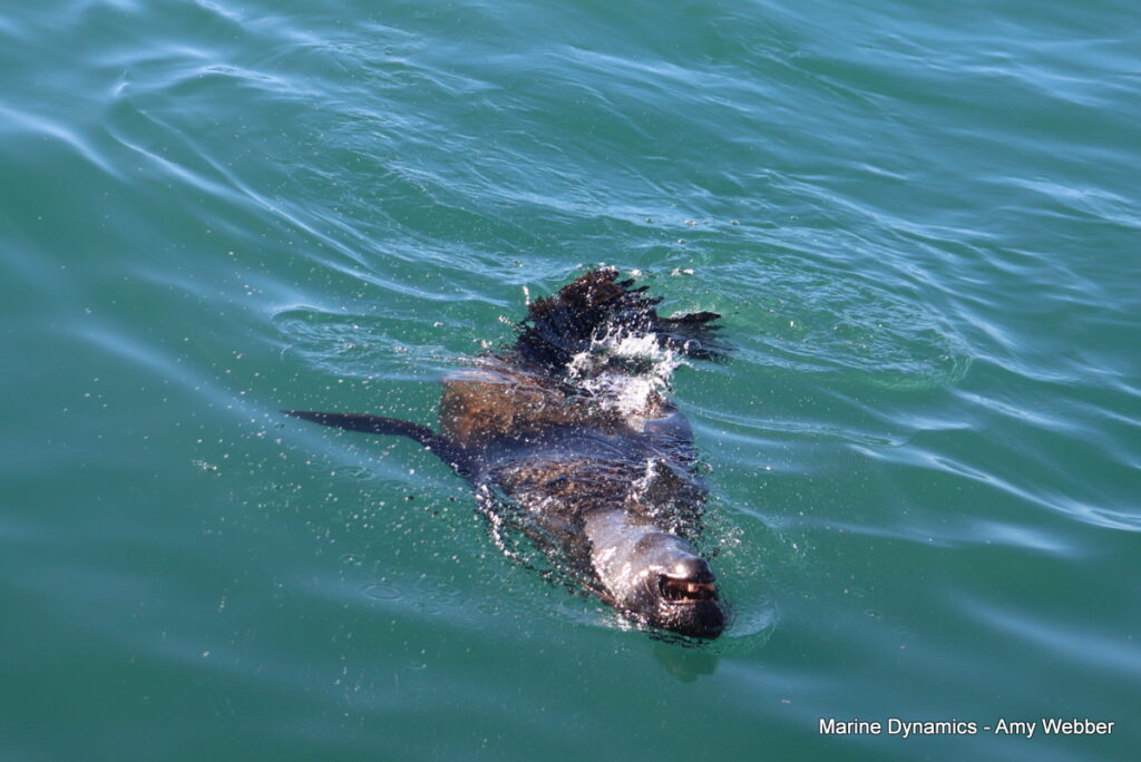Shark cage diving, Gansbaai, South Africa