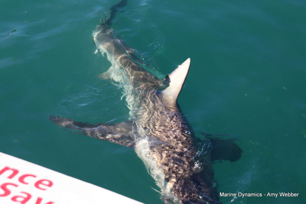 Shark cage diving, Gansbaai, South Africa