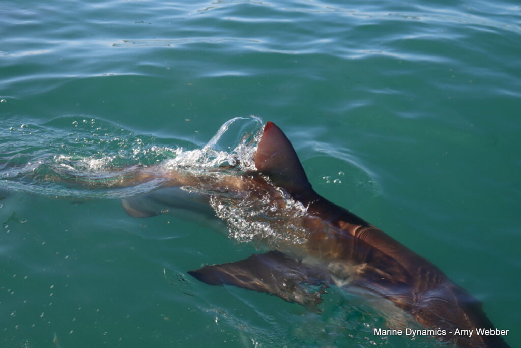 Shark cage diving, Gansbaai, South Africa