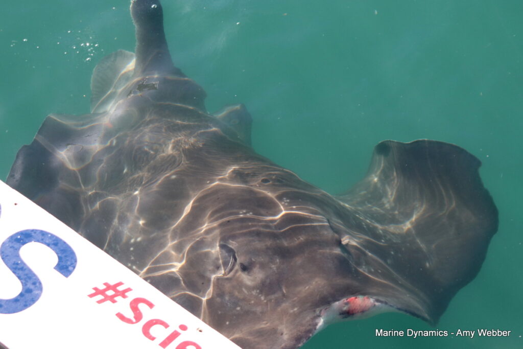 Shark cage diving, Gansbaai, South Africa