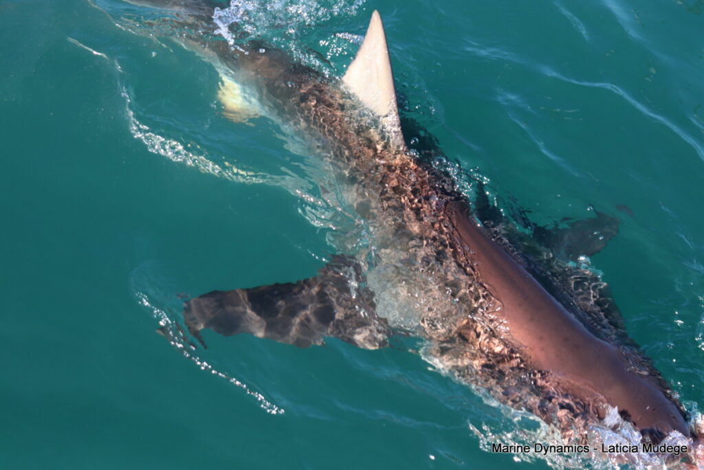 Shark cage diving, Gansbaai, South Africa