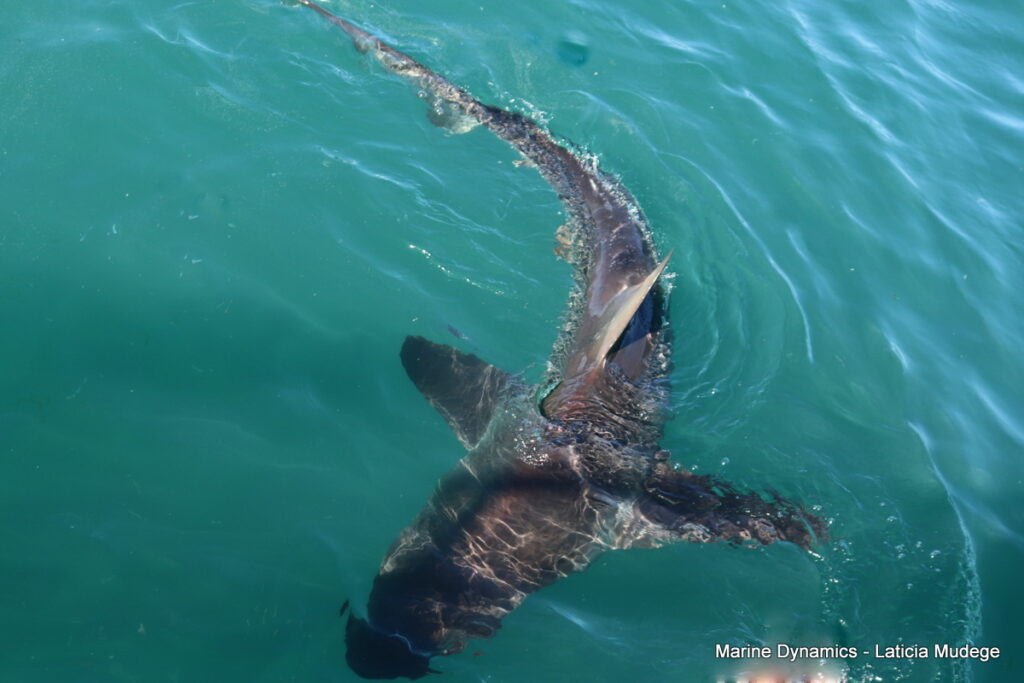 Shark cage diving, Gansbaai, South Africa