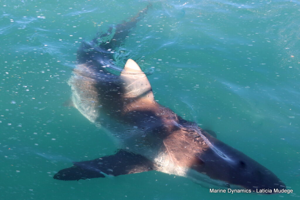 Shark cage diving, Gansbaai, South Africa