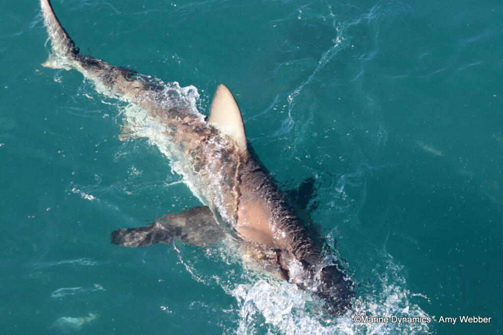 Shark cage diving, Gansbaai, South Afica
