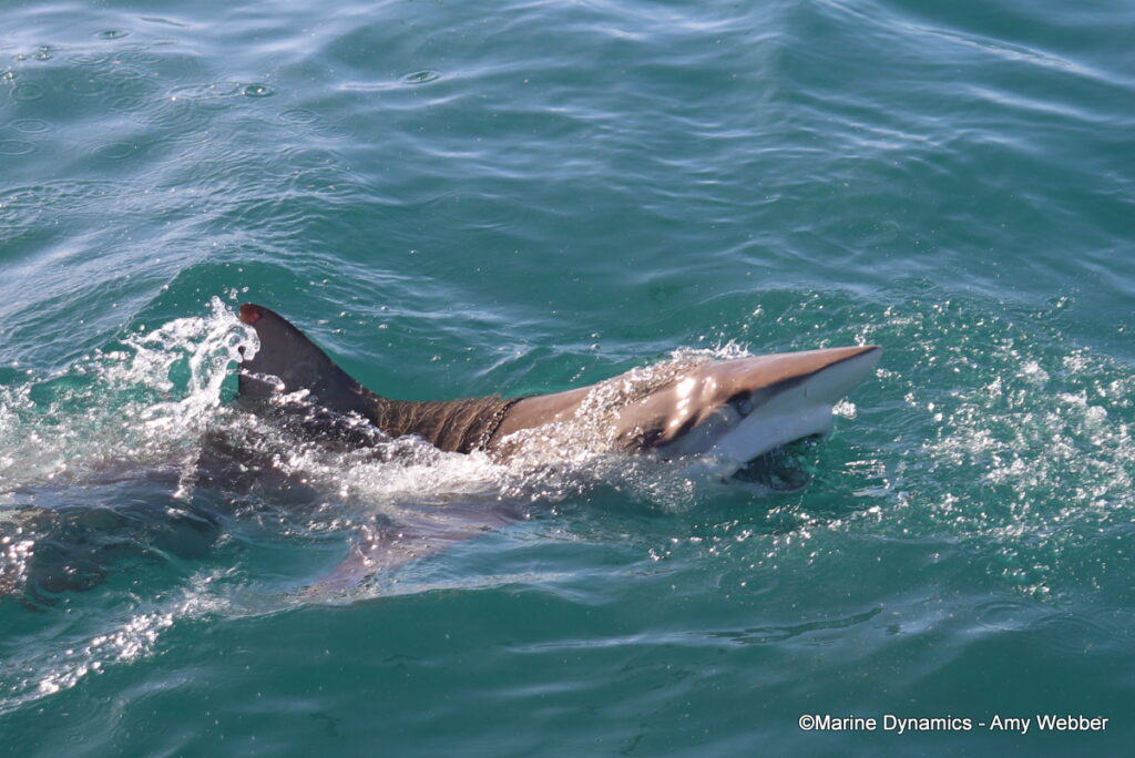 Shark cage diving, Gansbaai, South Afica