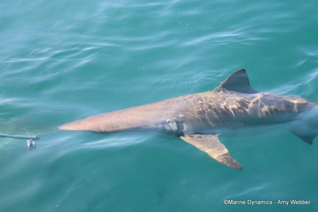 Shark cage diving, Gansbaai, South Afica