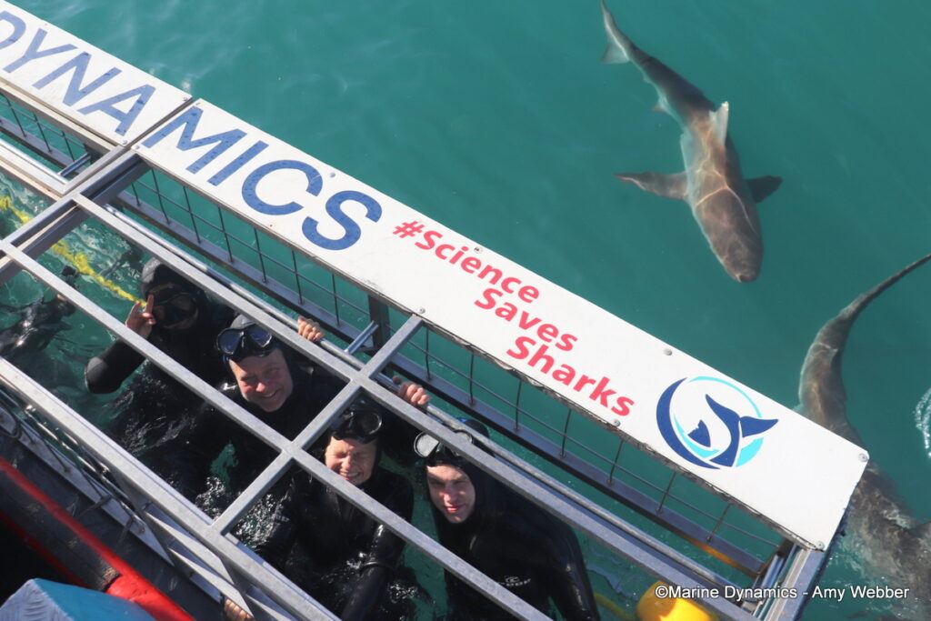 Shark cage diving, Gansbaai, South Afica