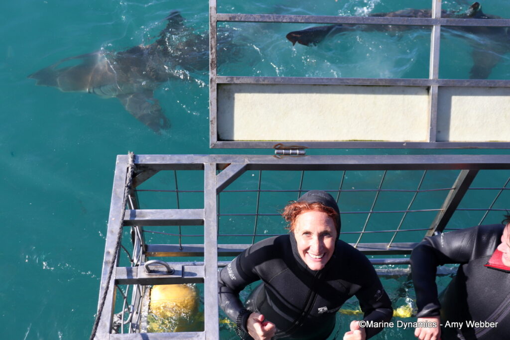 Shark cage diving, Gansbaai, South Afica