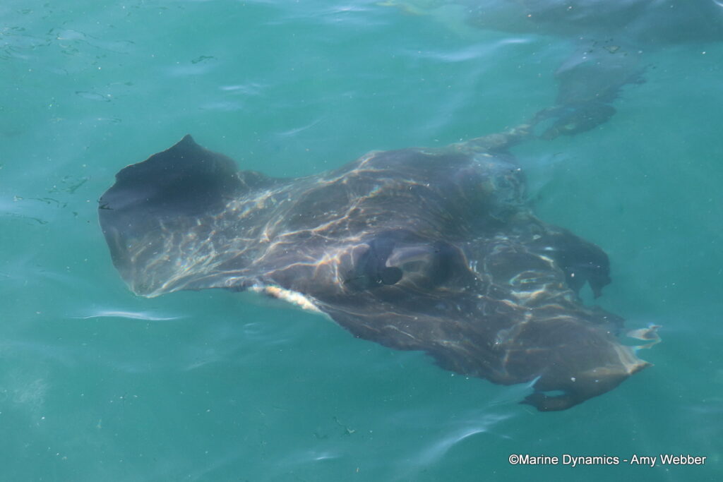 Shark cage diving, Gansbaai, South Afica
