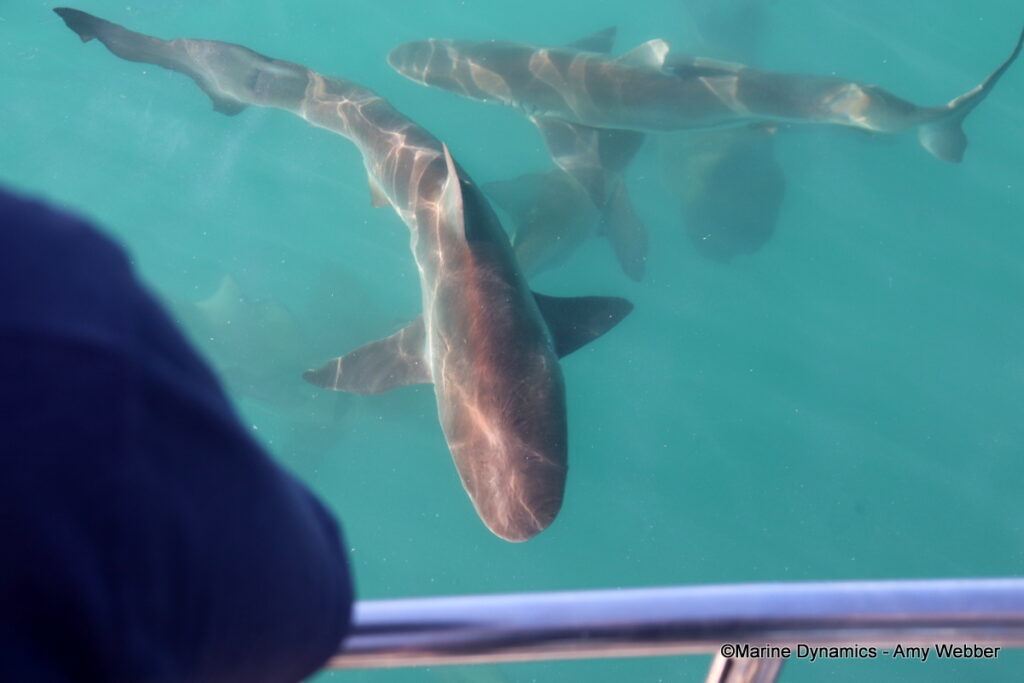Shark cage diving, Gansbaai, South Afica