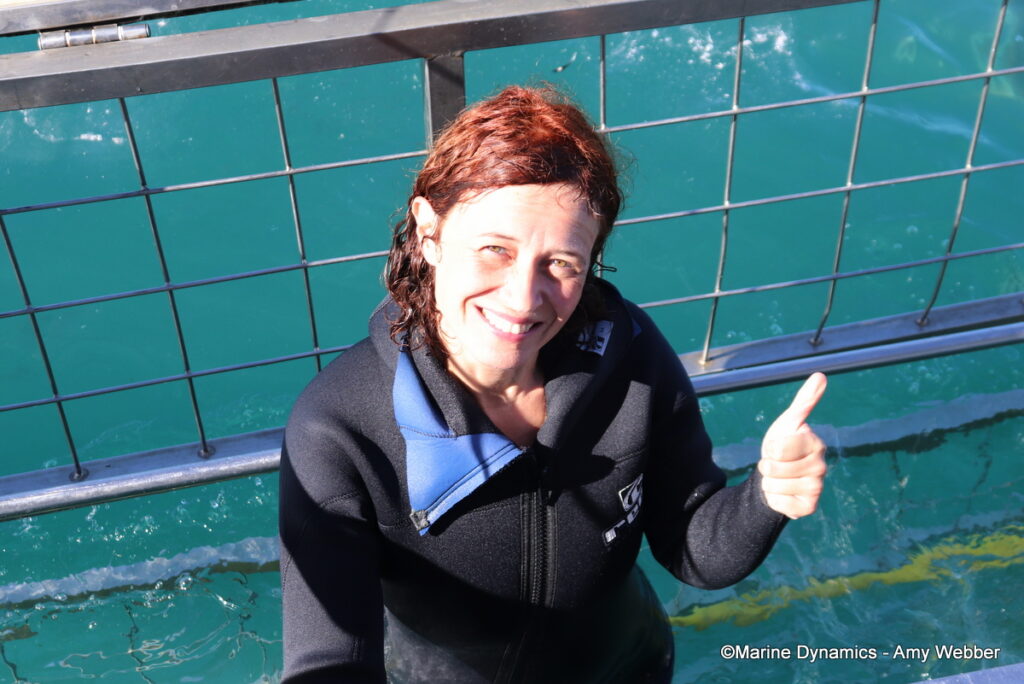 Shark cage diving, Gansbaai, South Afica
