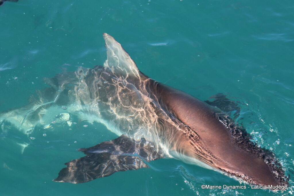 Shark cage diving, Gansbaai, South Afica