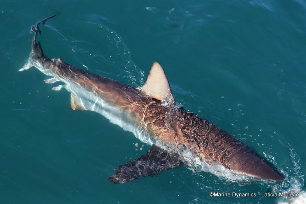 Shark cage diving, Gansbaai, South Afica