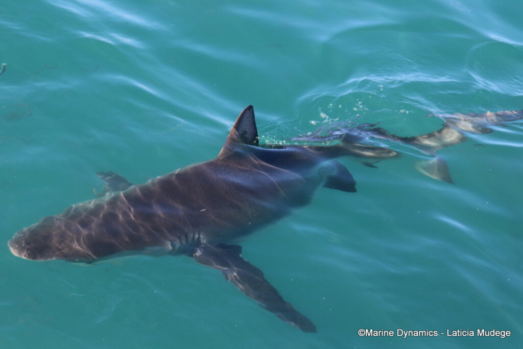 Shark cage diving, Gansbaai, South Afica