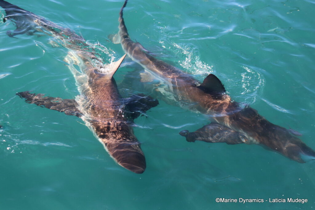 Shark cage diving, Gansbaai, South Afica